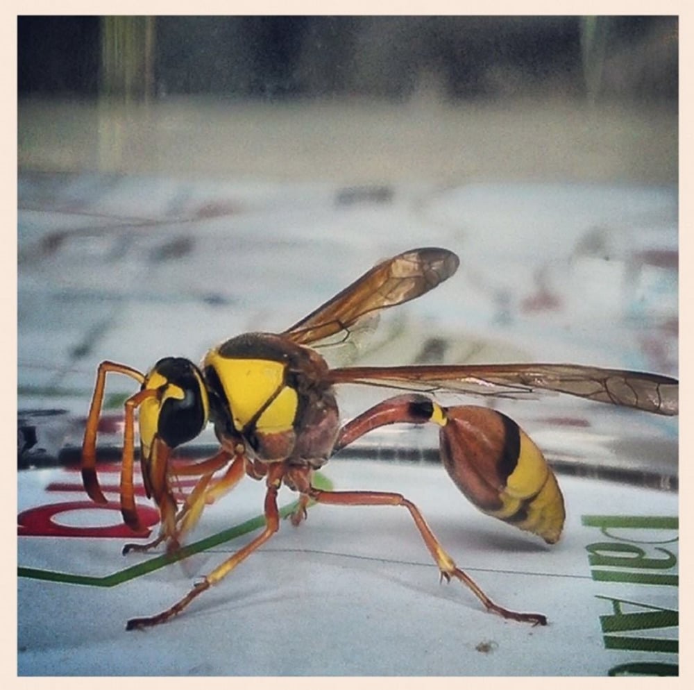 Bee in Thailand Pai