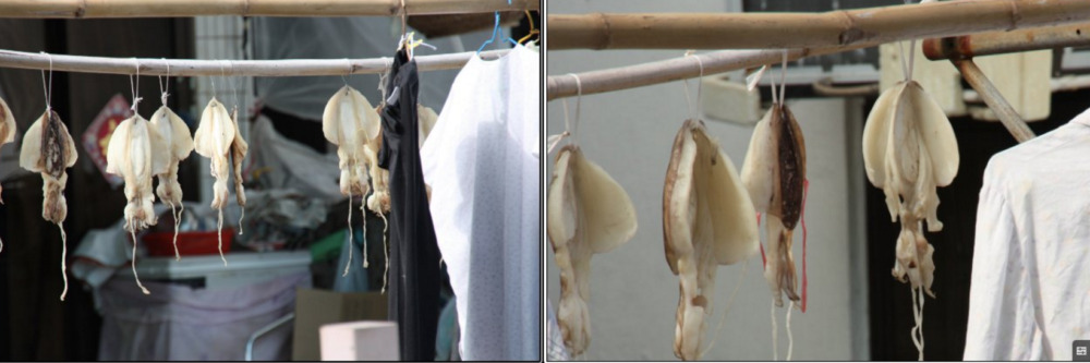 Drying cuttlefish at Hong Kong
