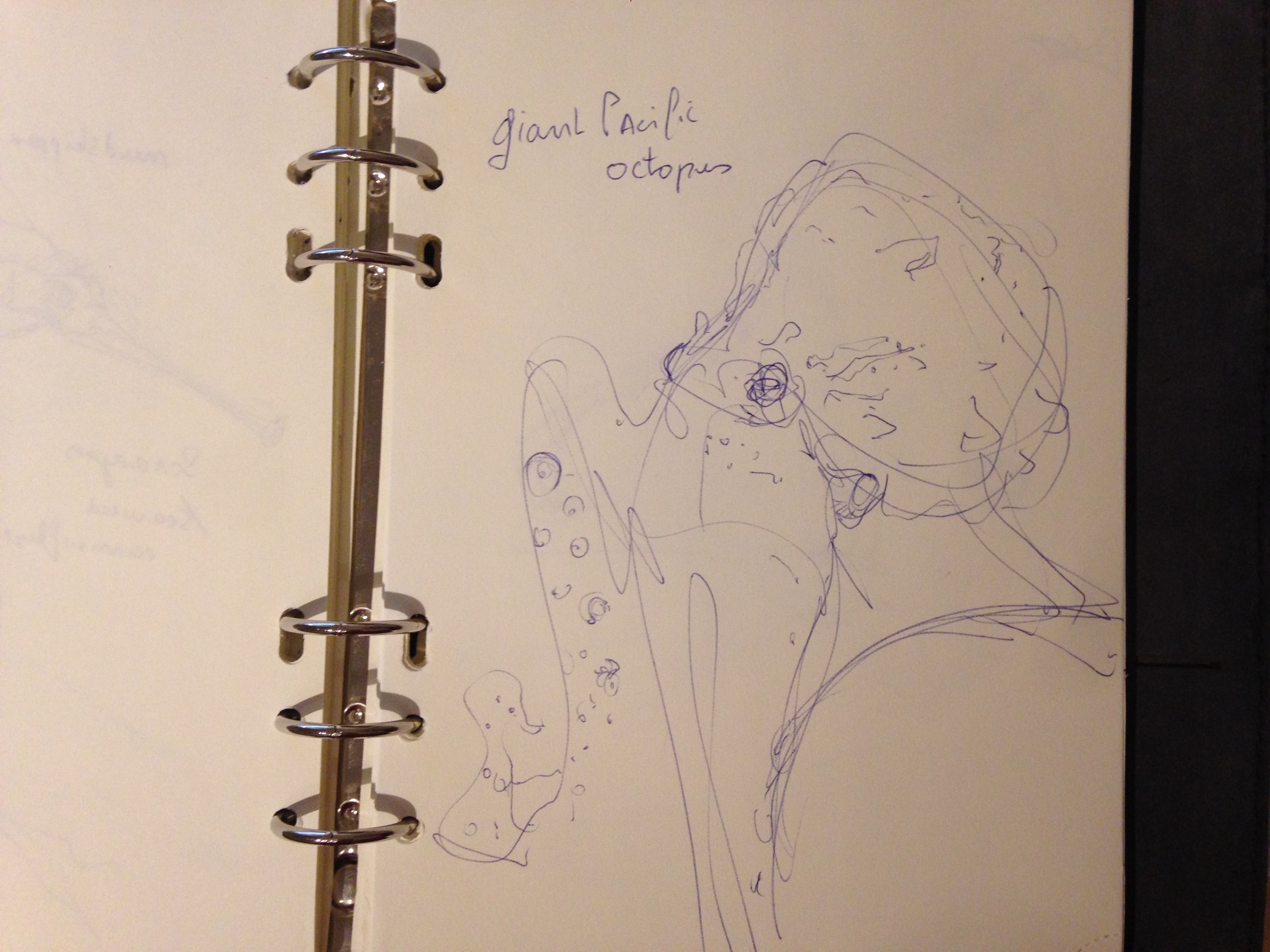 the design sketchbook sketch boston acquarium fish drawing ball point pen blue bic giant octopus