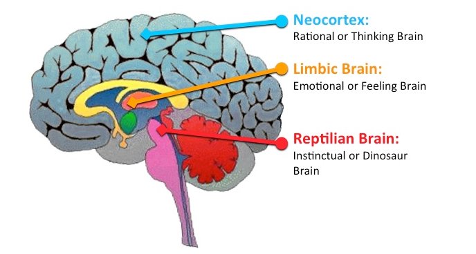 reptilian brain